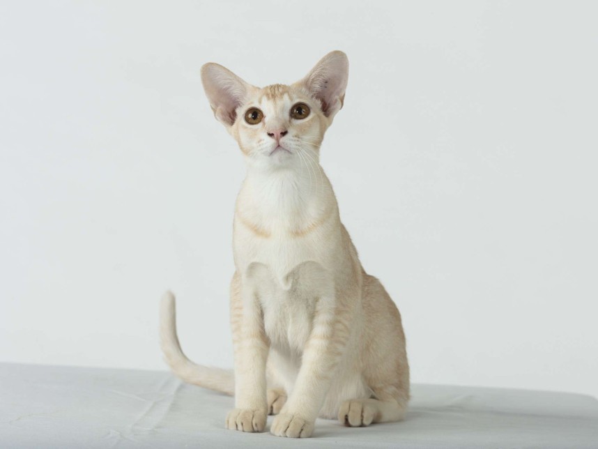 Great Pets Start With You | City of Darwin | Darwin Council, Northern